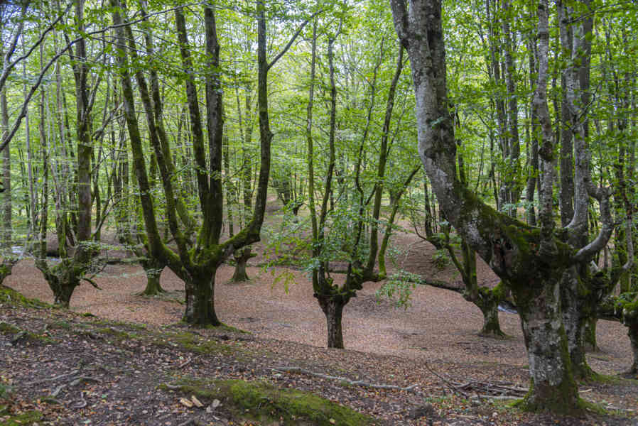 Vizcaya - parque natural del Gorbea 04 - hayedo de Otxarreta.jpg